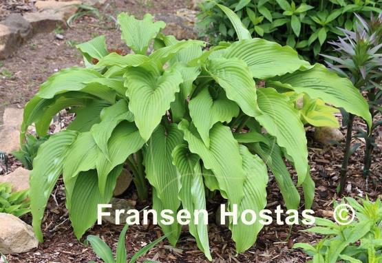Hosta Jade Cascade - Fransen Hostas